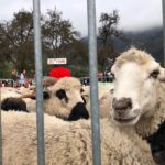 Globule Reportage : 35ème foire aux moutons à Servoz